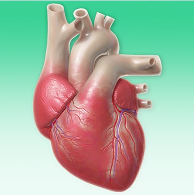 Ilustração médica de coração